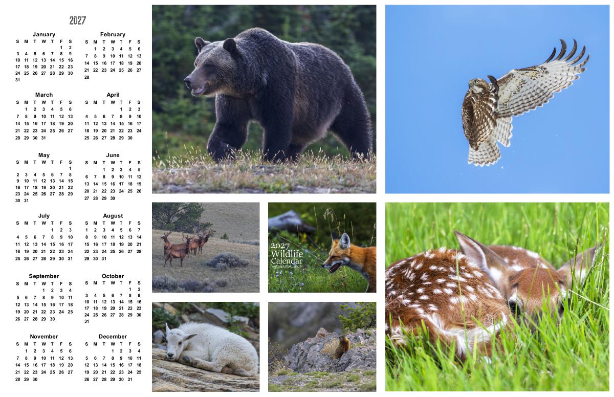 2027 Wildlife Calendar - Poster