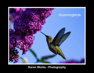 Hummingbird Calendar