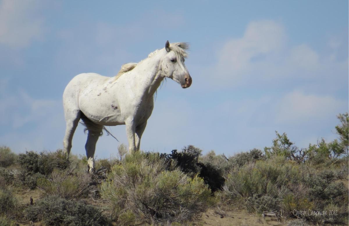 Salt Wells Stallion