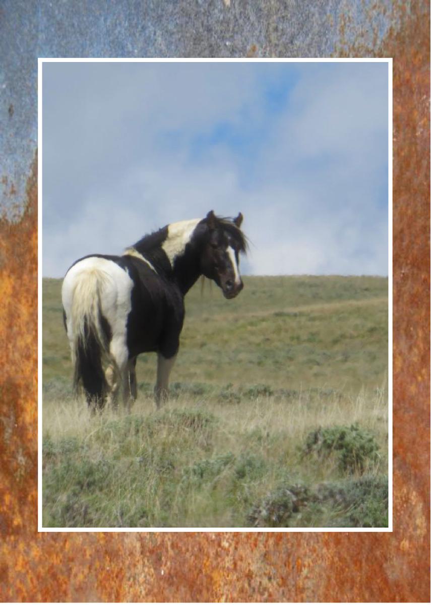 Stewart Creek Stallion