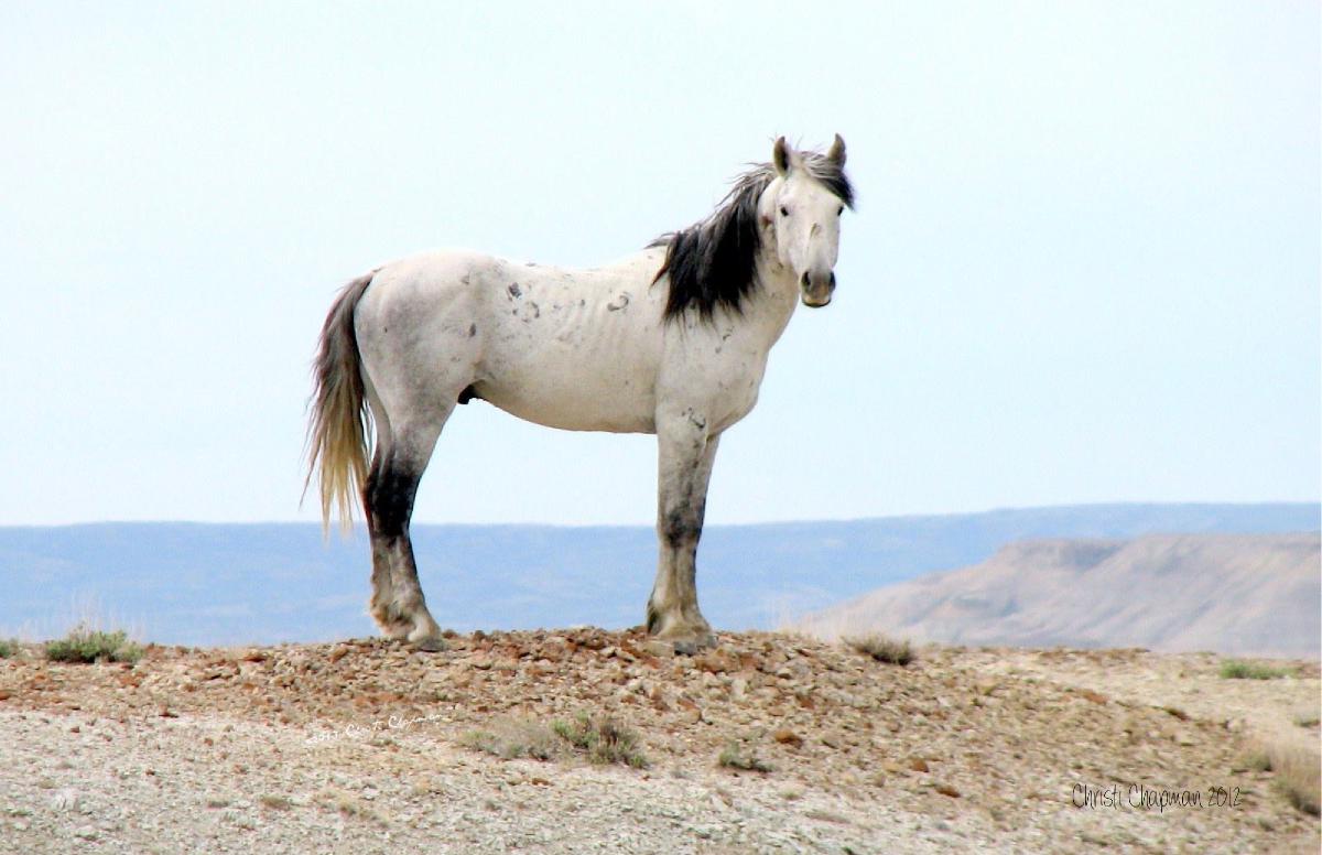 Adobetown HMA Wild Stallion Poster