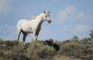 Salt Wells Stallion