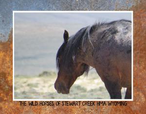 Wild Horses of Stewart Creek HMA Wyoming
