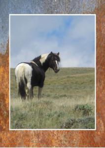 Stewart Creek Stallion