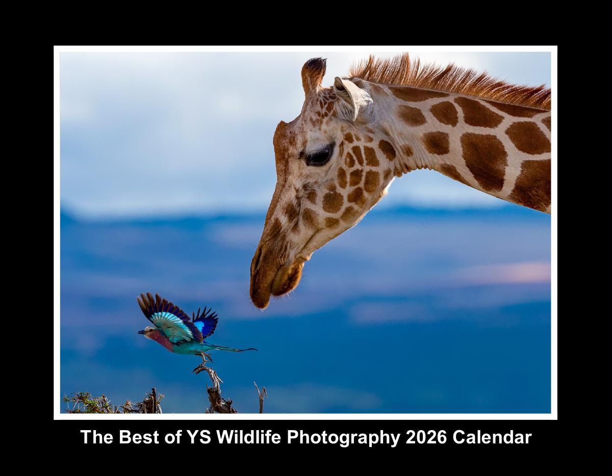 YS Wildlife Photography 2026 Calendar