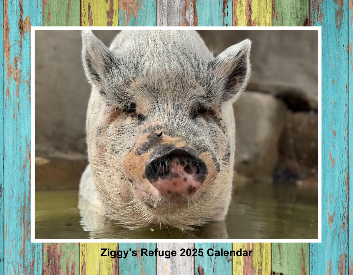Ziggys Refuge 2025