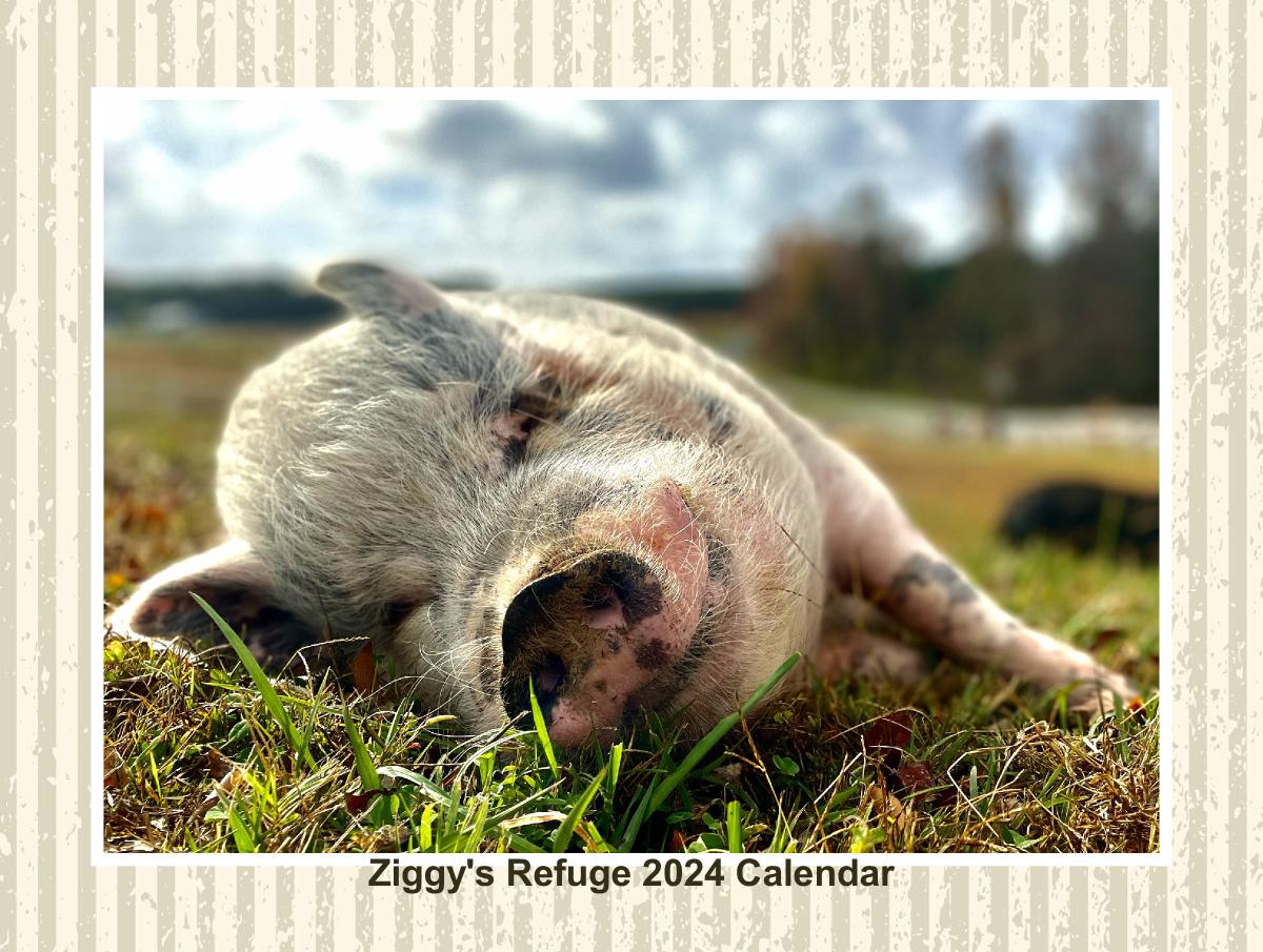 Ziggy's Refuge 2024 Calendar