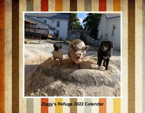 Ziggy's Refuge Farm Sanctuary 2022