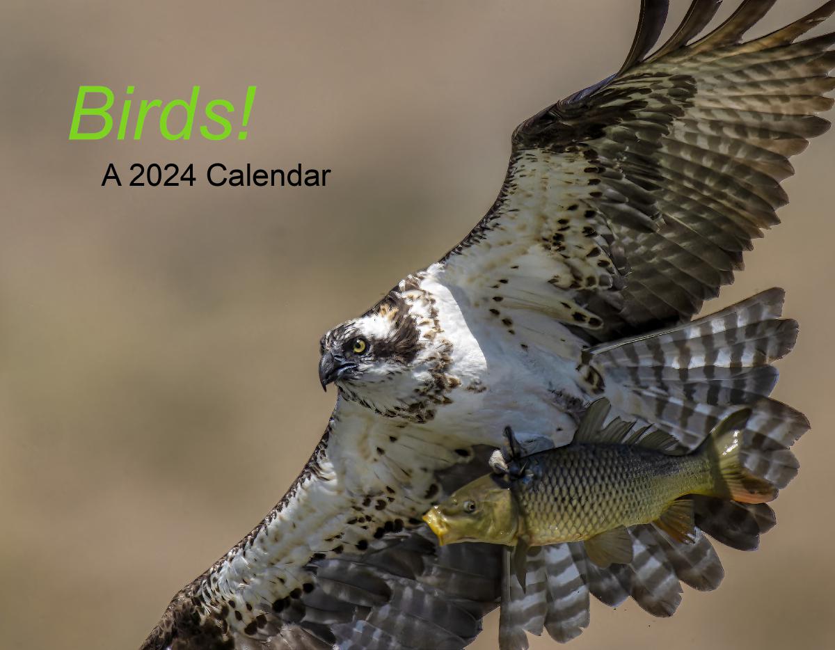 Birds! A 2024 Calendar