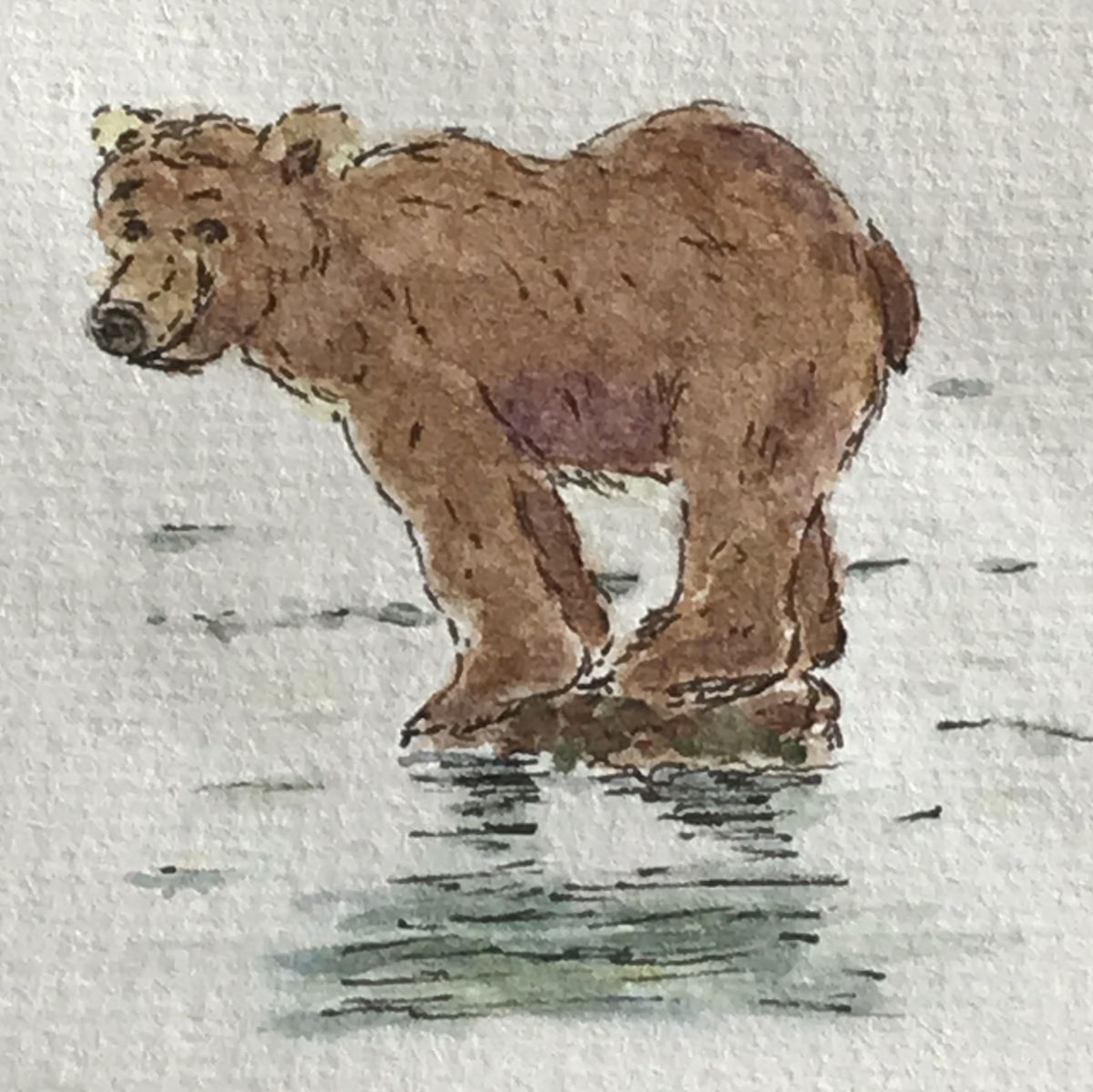 watercolorbearsketchesbyamanda
