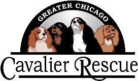 Greater Chicago Cavalier Rescue