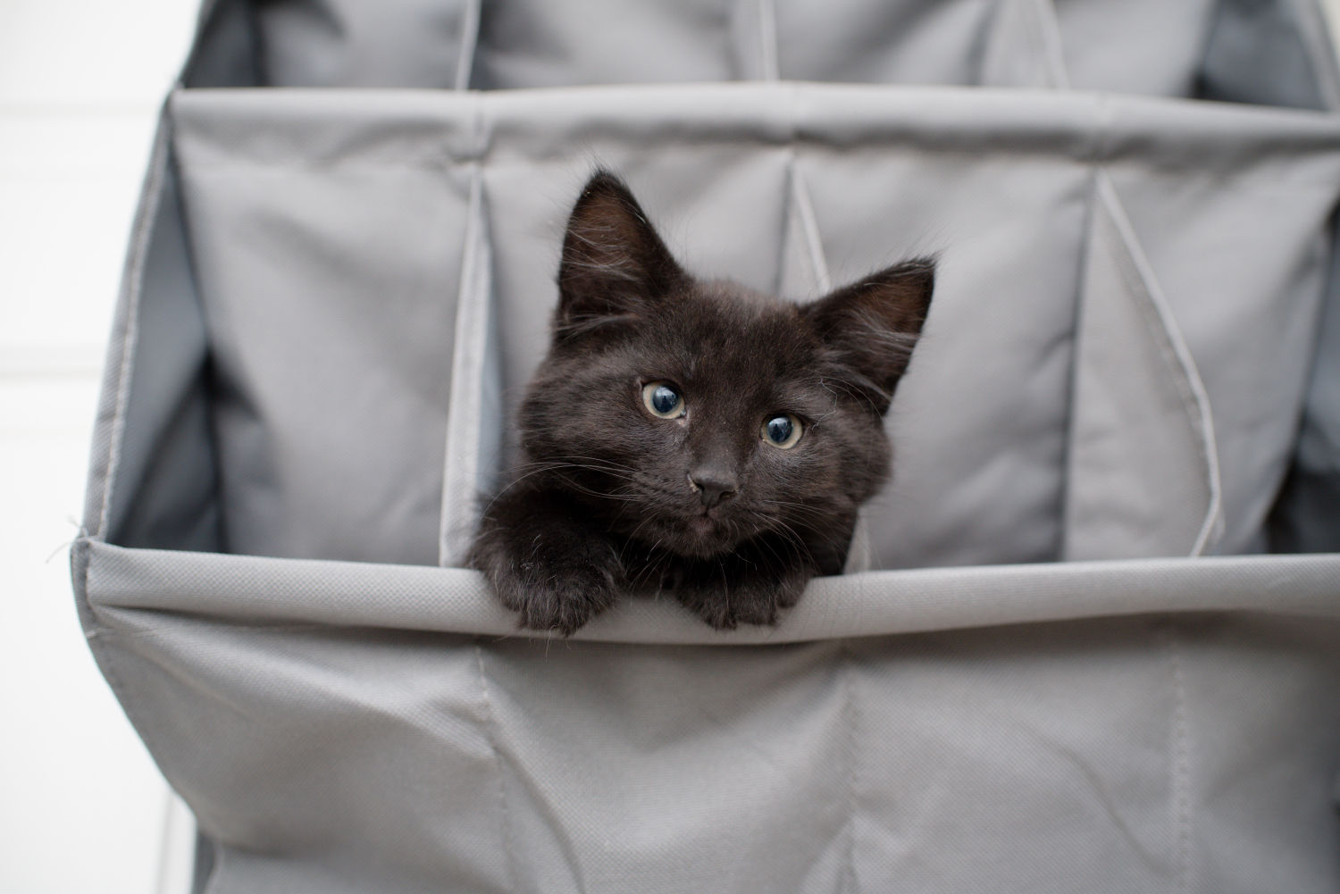2023kittencalendar