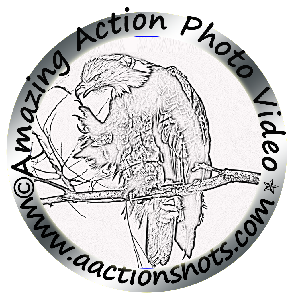 Amazing Action Photo Video LLC