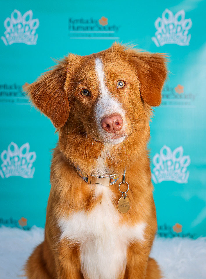 Whiskey Toller