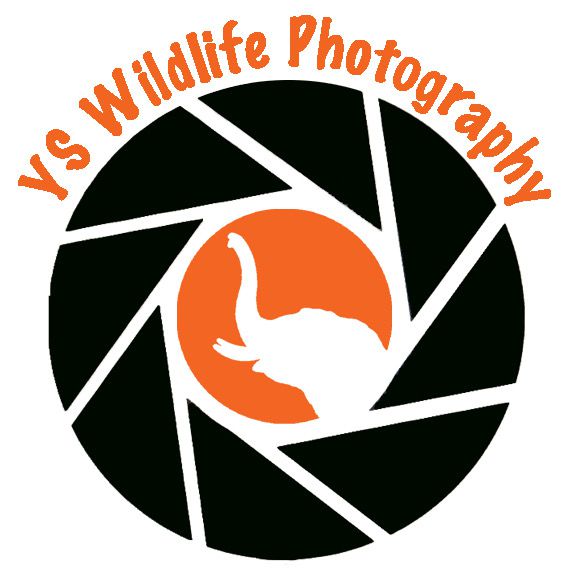 yswildlifephotography