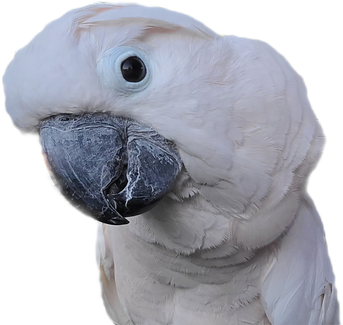 Mr Max the Cockatoo