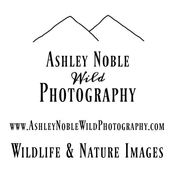 Ashley Noble Wild Photography