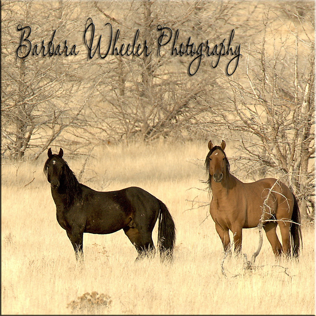 barbarawheelerphotography