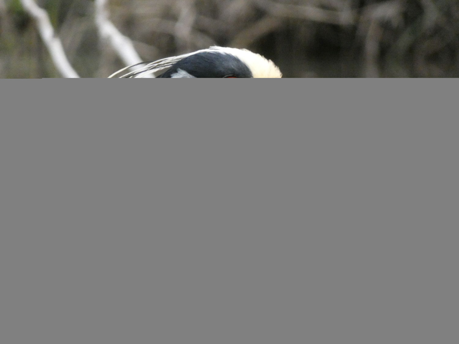 birdsbybovi