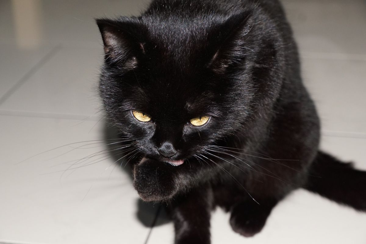 catsandcrime