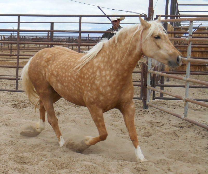 Folly and Friends Mustang Sanctuary