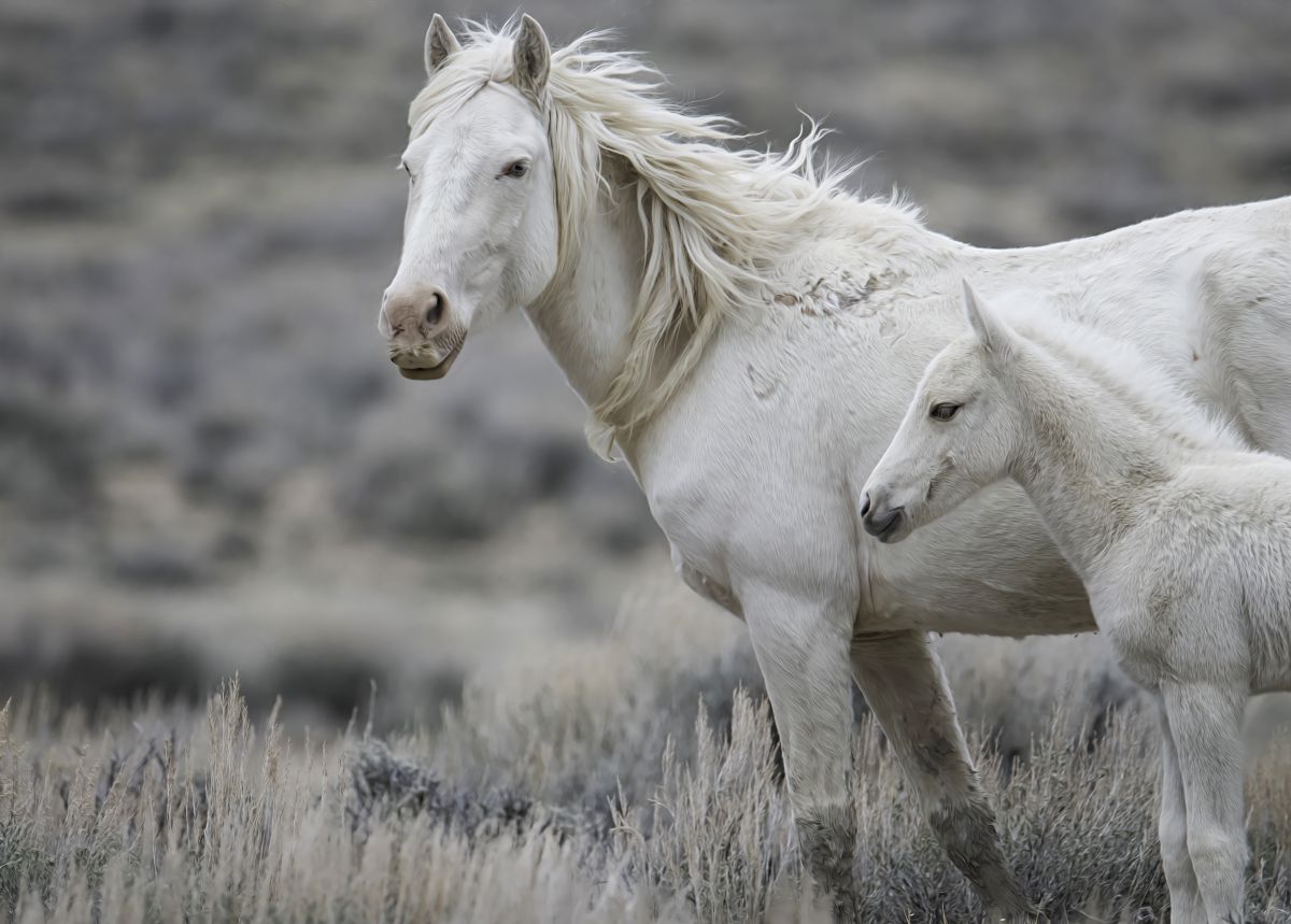 Banditas Wild Horse Promise