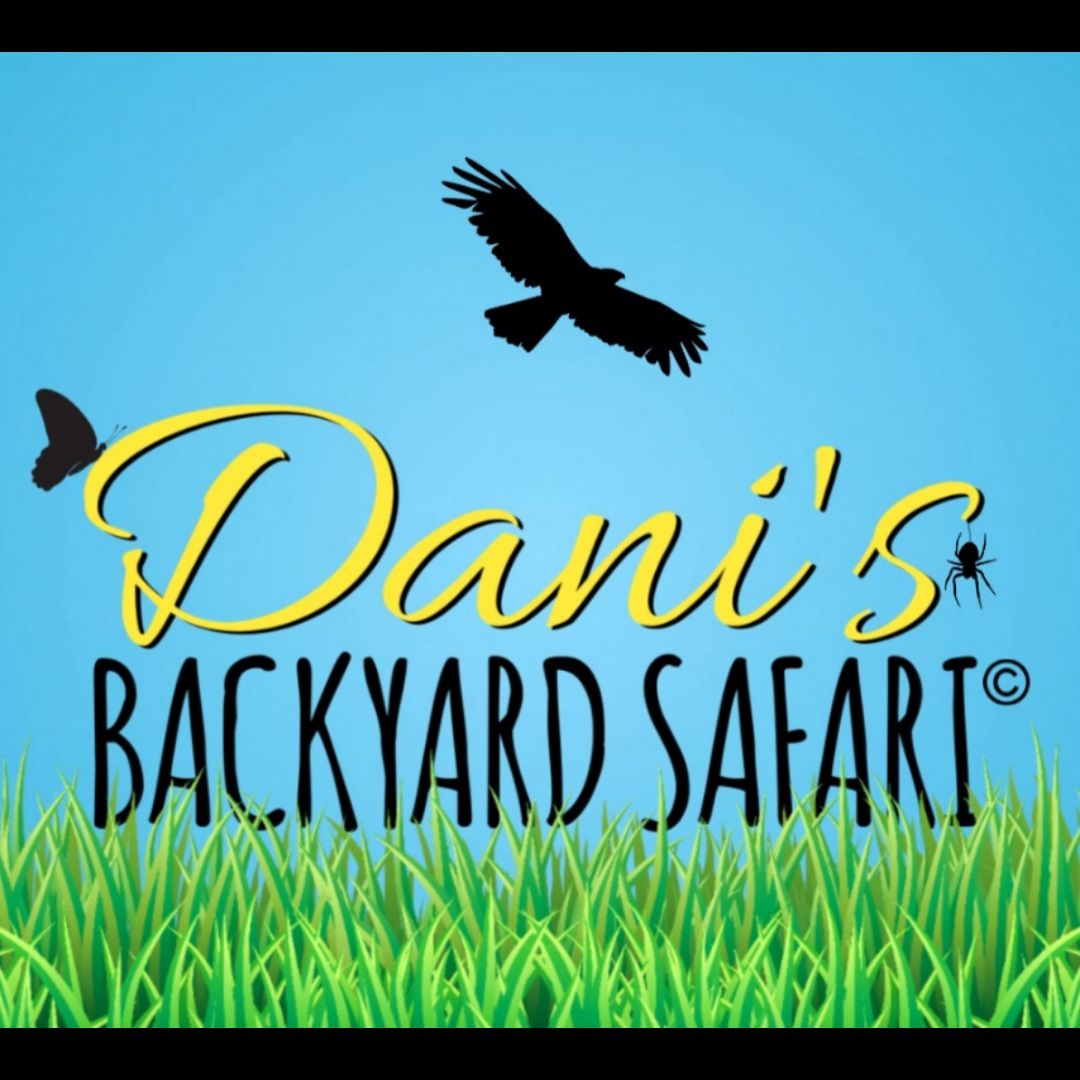 danisbackyardsafari