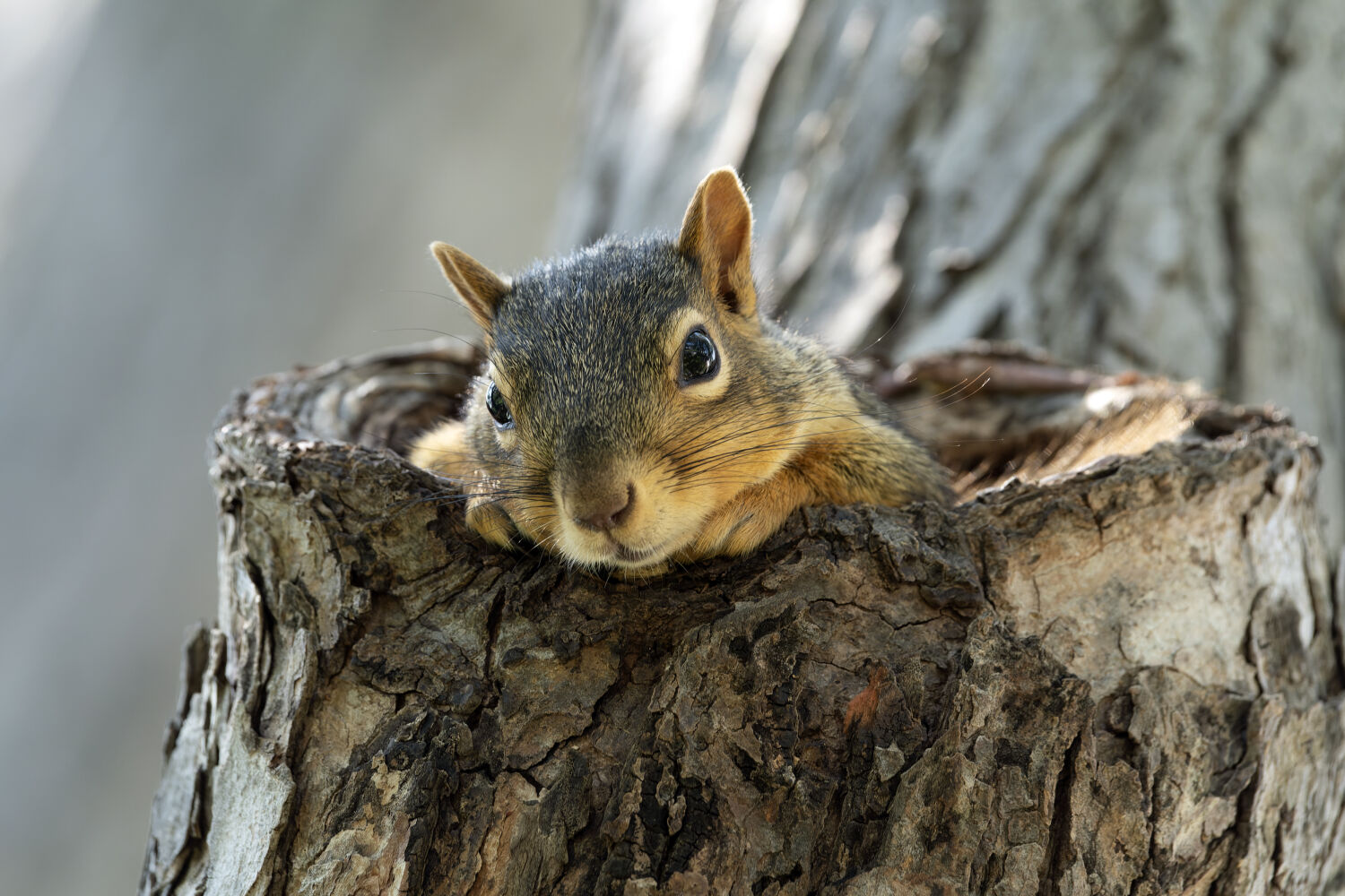 Dave DeVol Photography