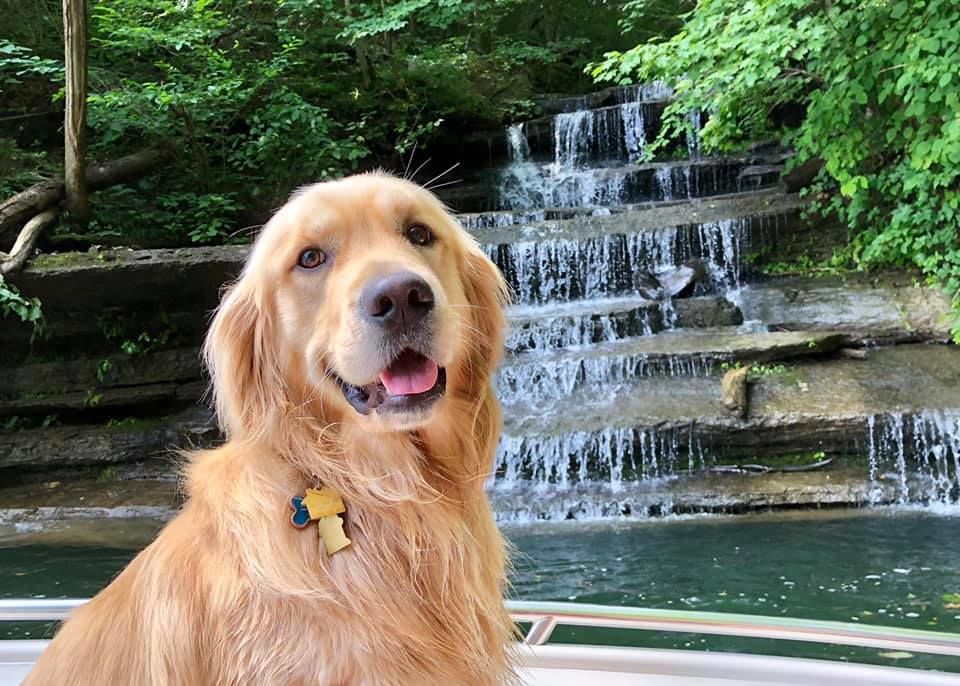 Cooper The Therapy Dog