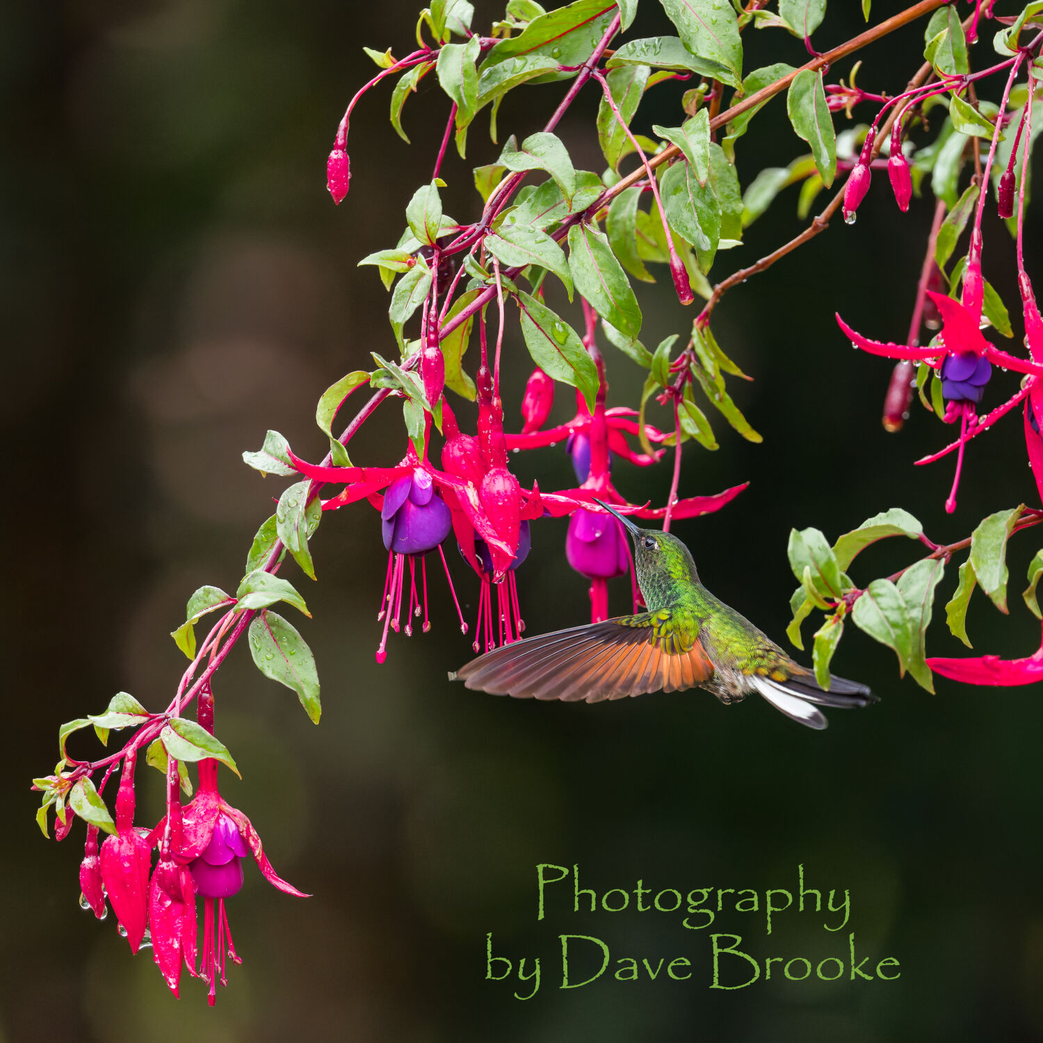 Nature Photography by Dave Brooke