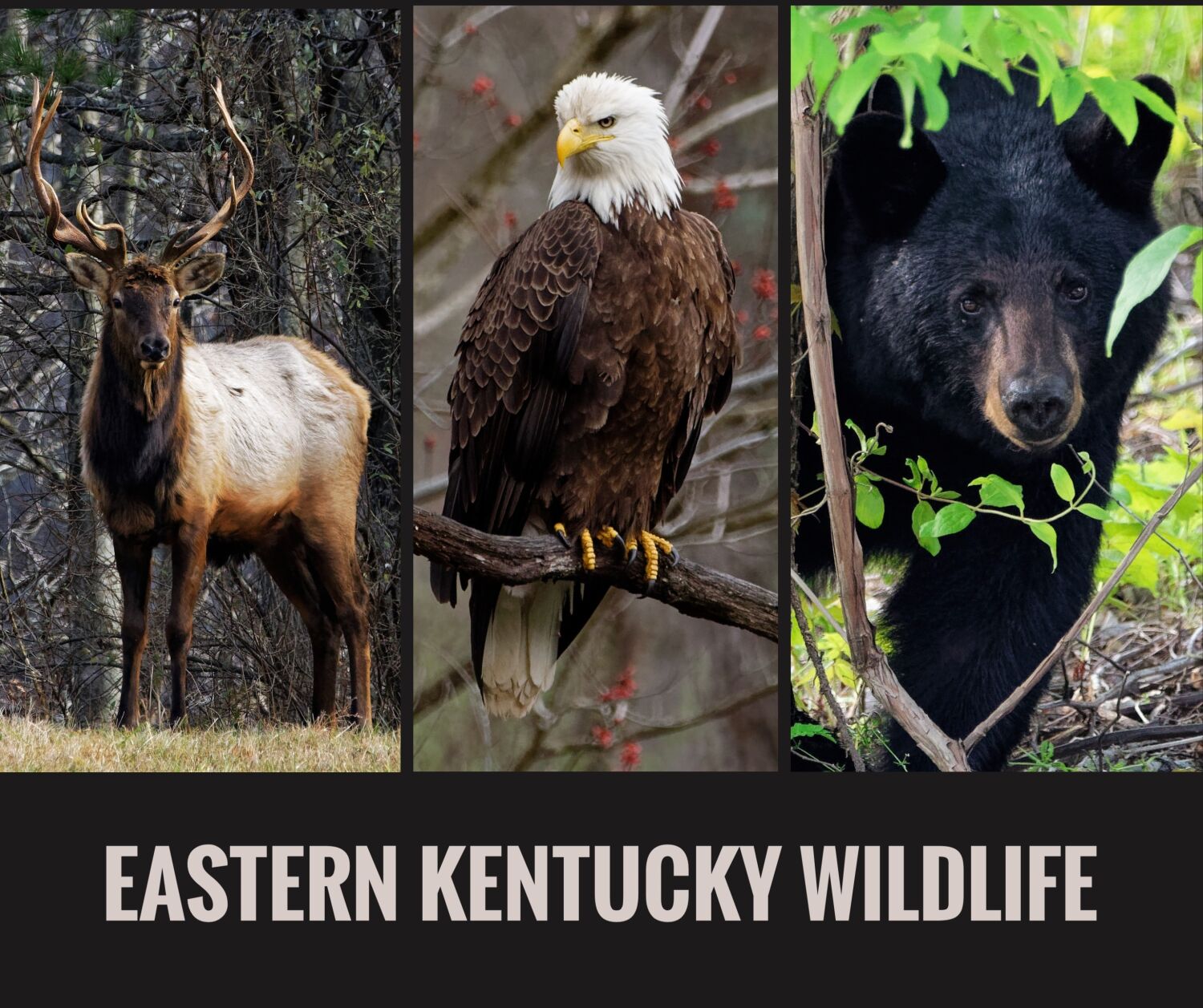 Eastern Kentucky Wildlife