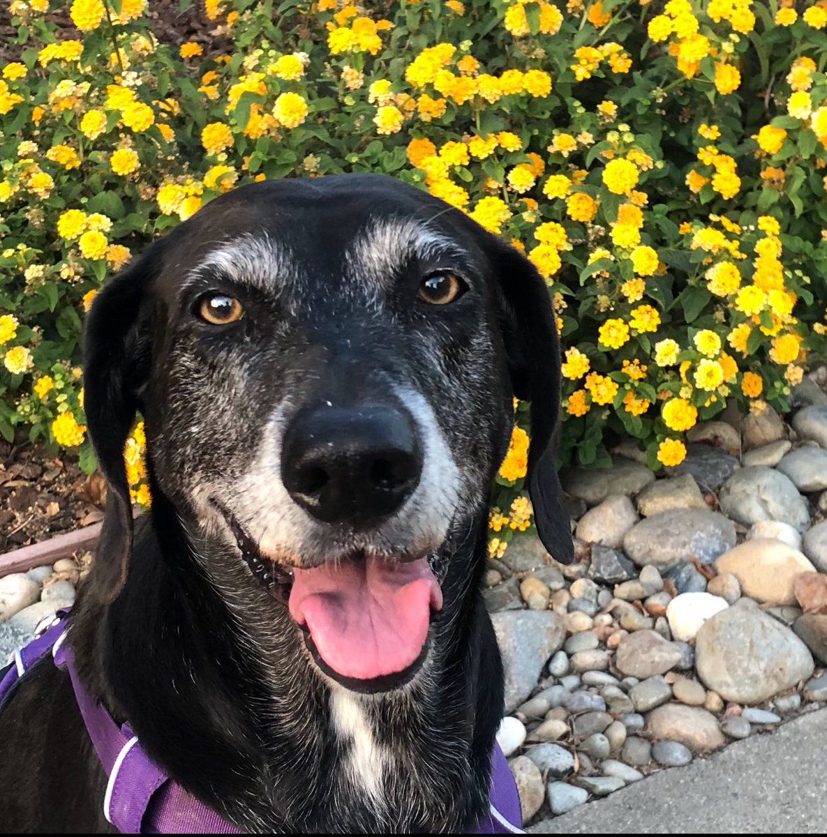 Maggie
