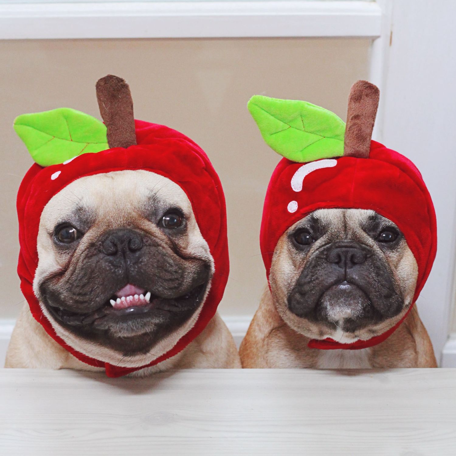 Griffin Frenchie Store Create Photo Calendars