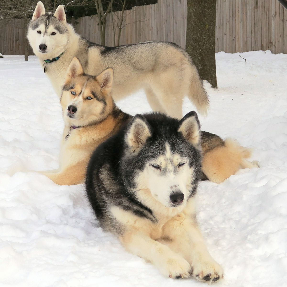 Gone to the Snow Dogs Store Create Photo Calendars