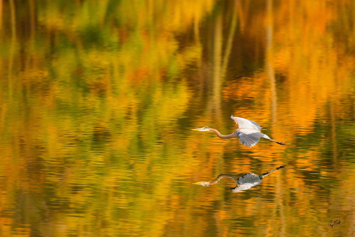 Raj Gupta Photography