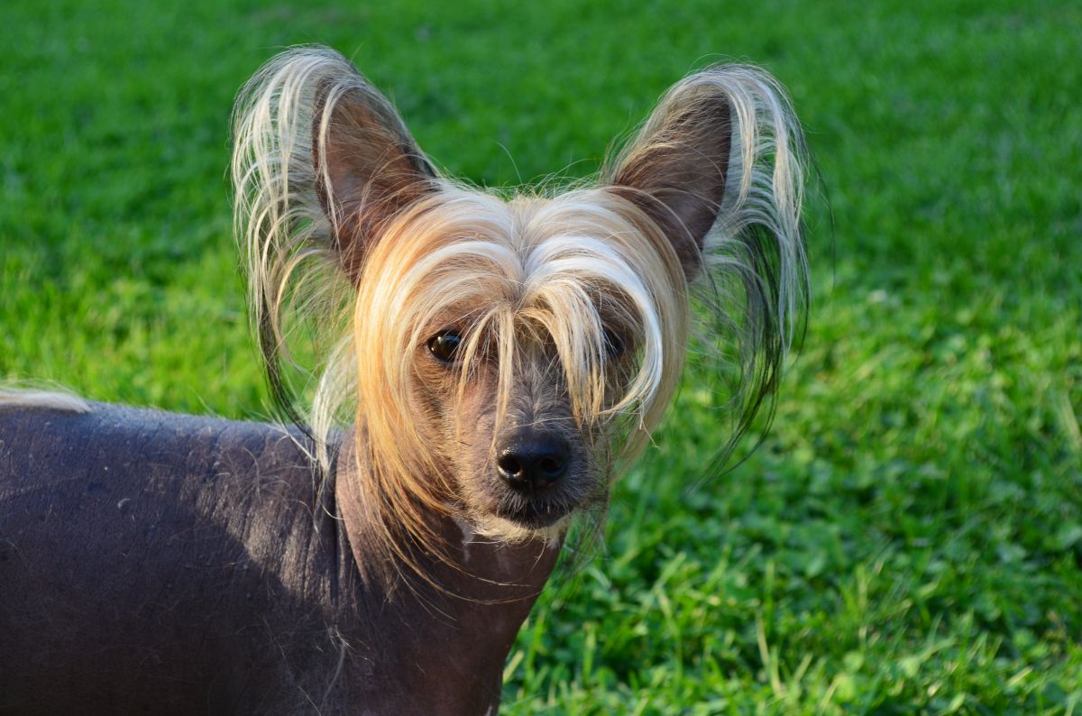 hairyjunebugs