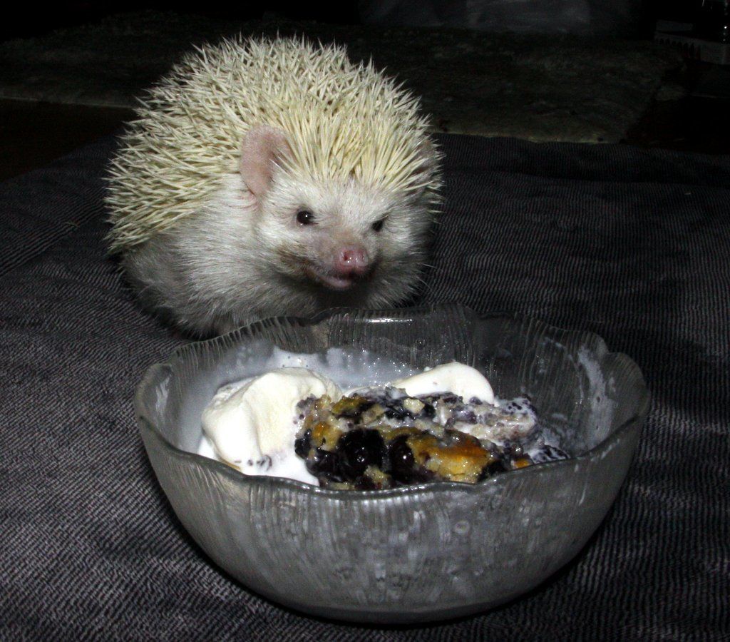 hedgehogsnoots