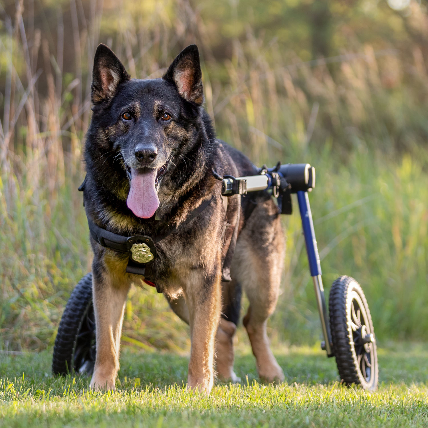 K9 Bane Hero Foundation