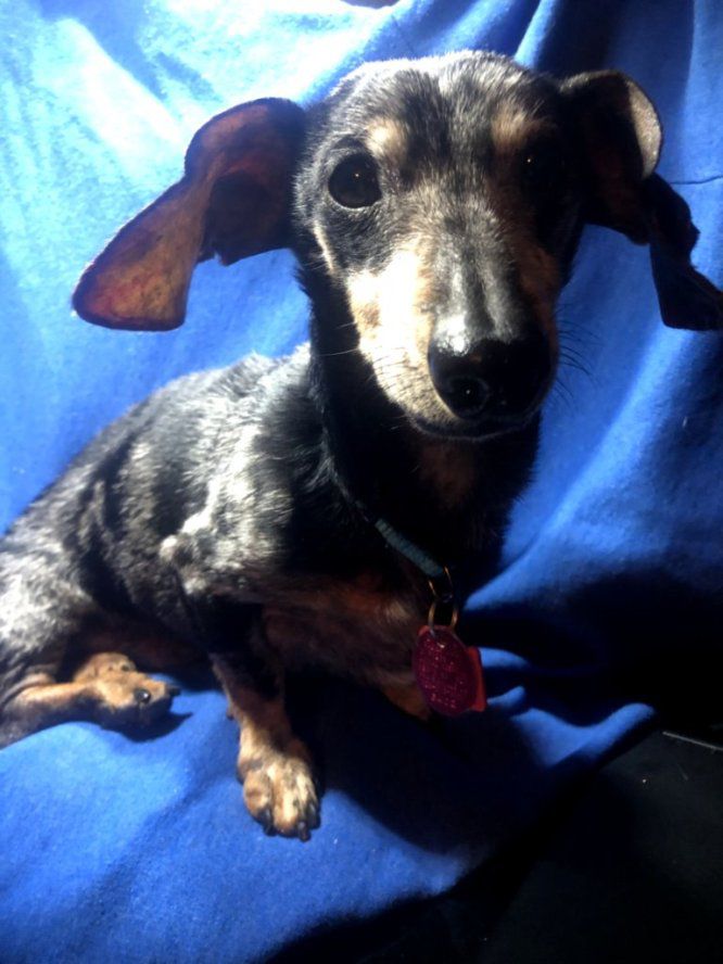 promisedlanddachshundsanctuarycalend