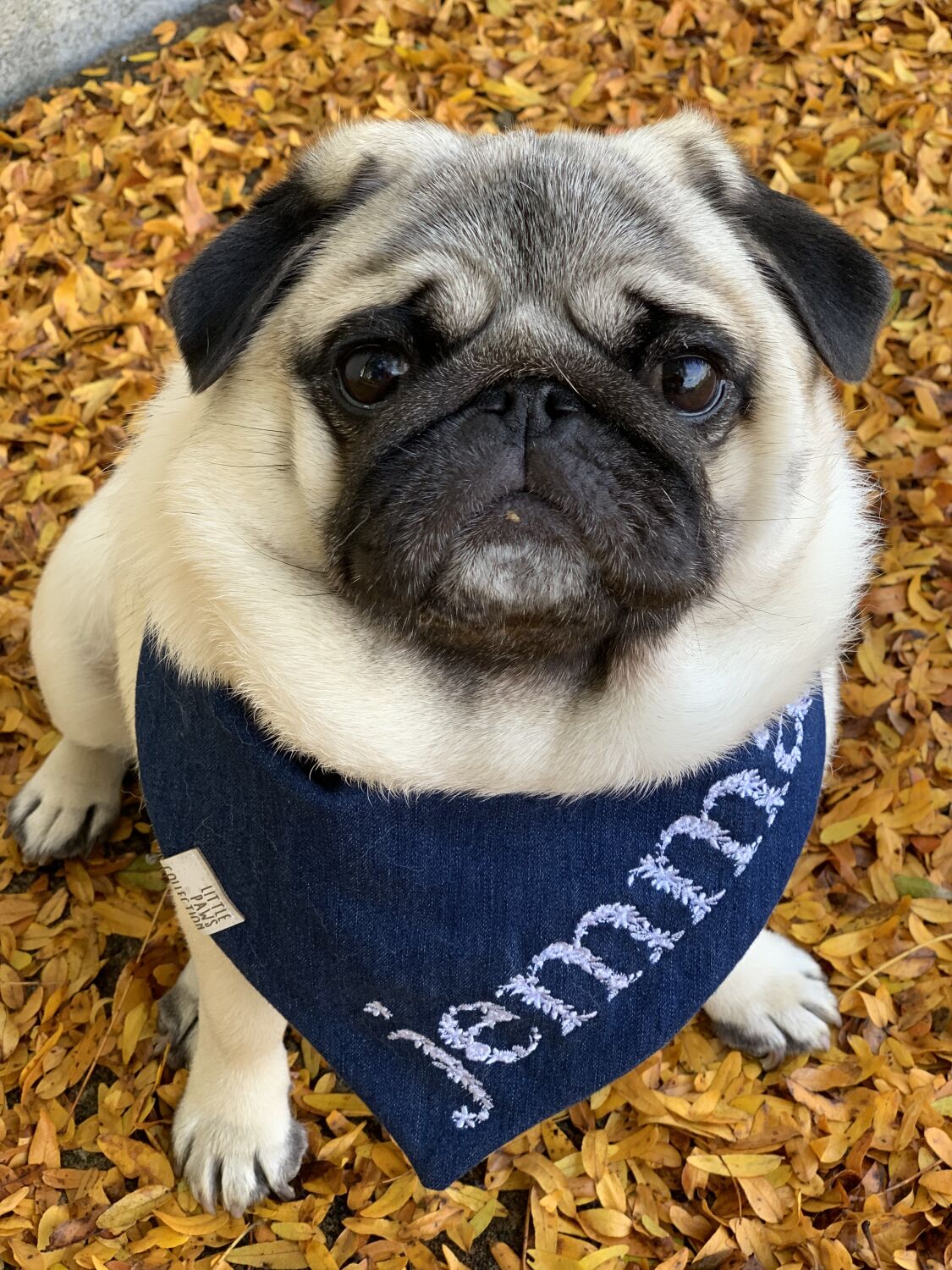 Jemma the Pug