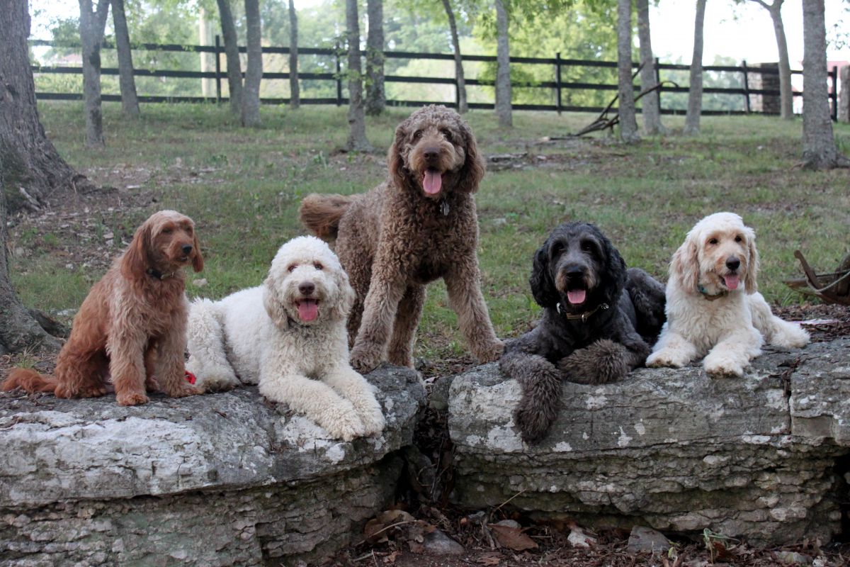 Music City Goldendoodles