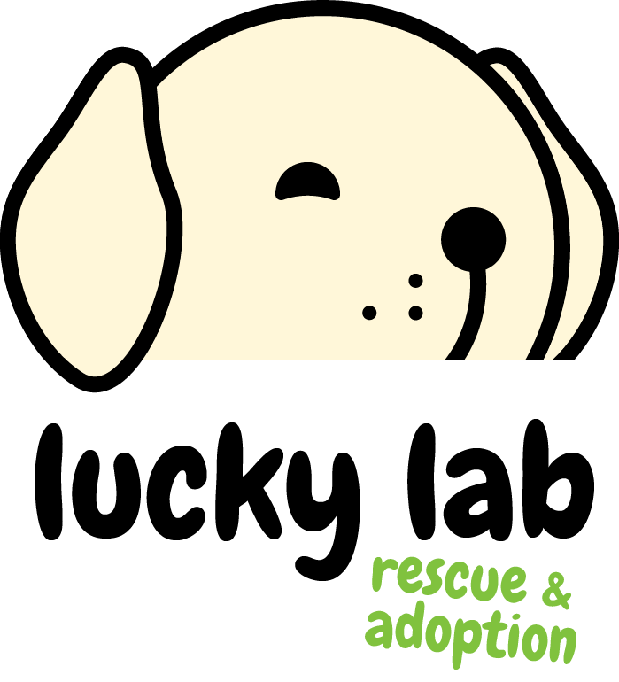 Lucky Lab Rescue and Adoption