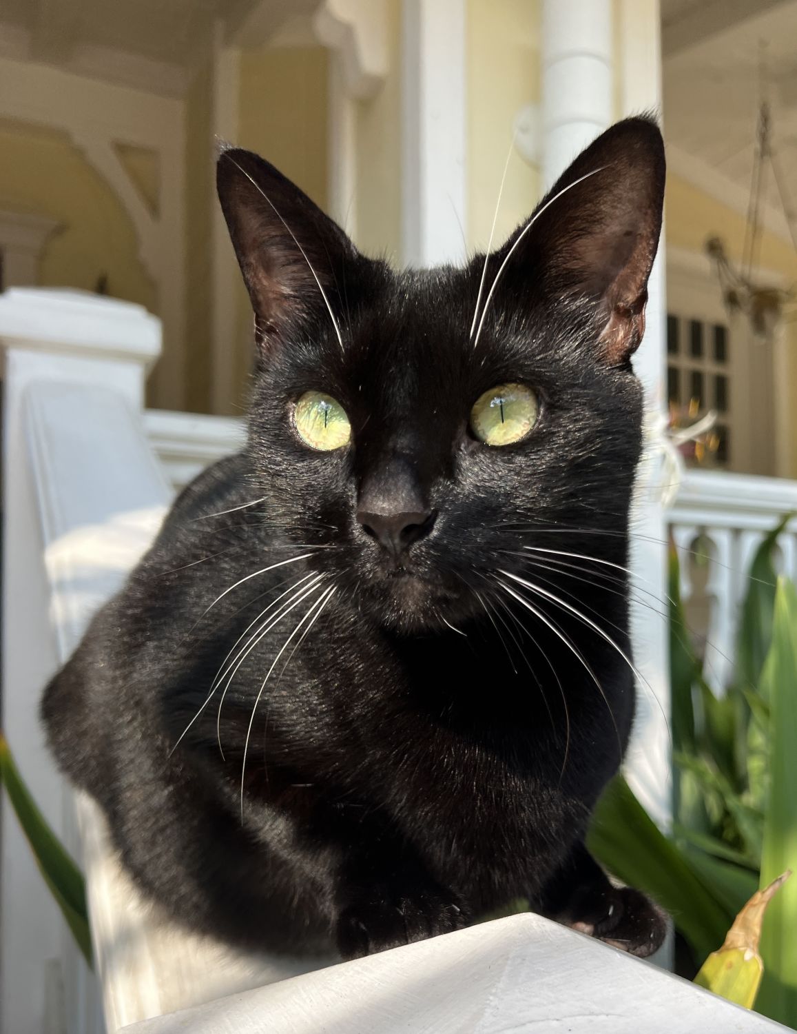 Popokis Family - Linda Mott Caretaker