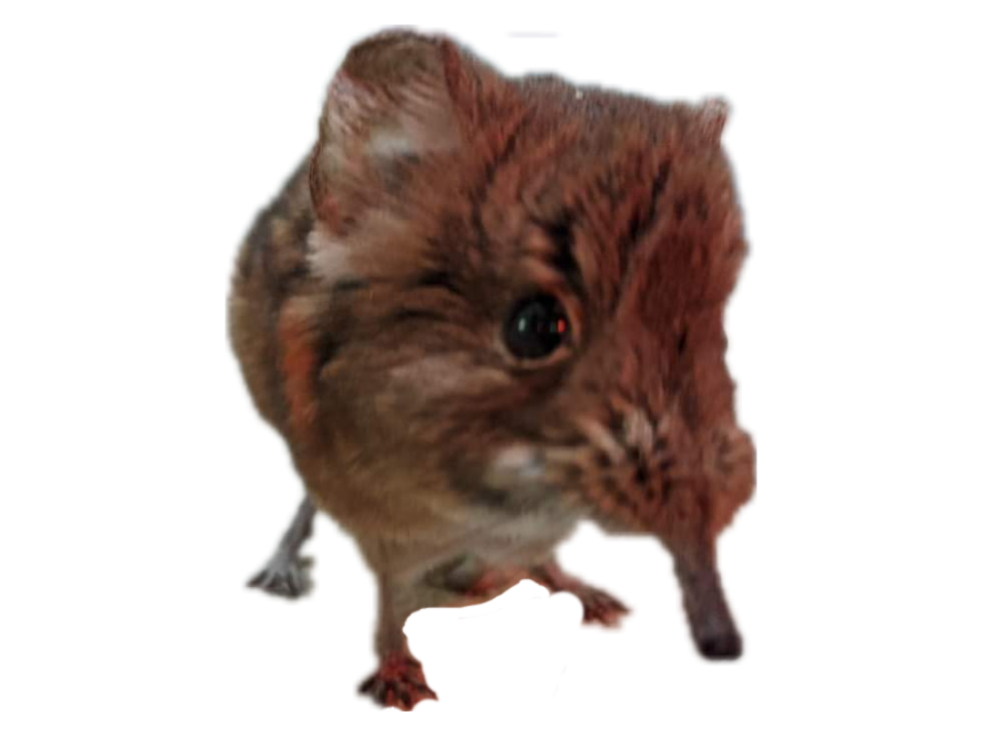 clubcranberry