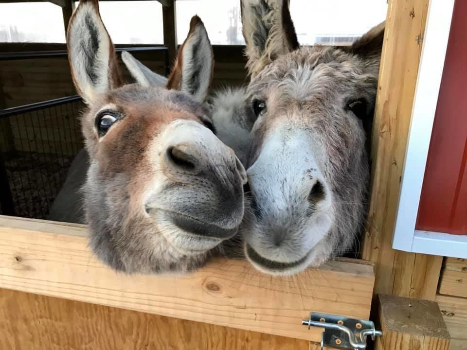 Wildflowers Farm Sanctuary