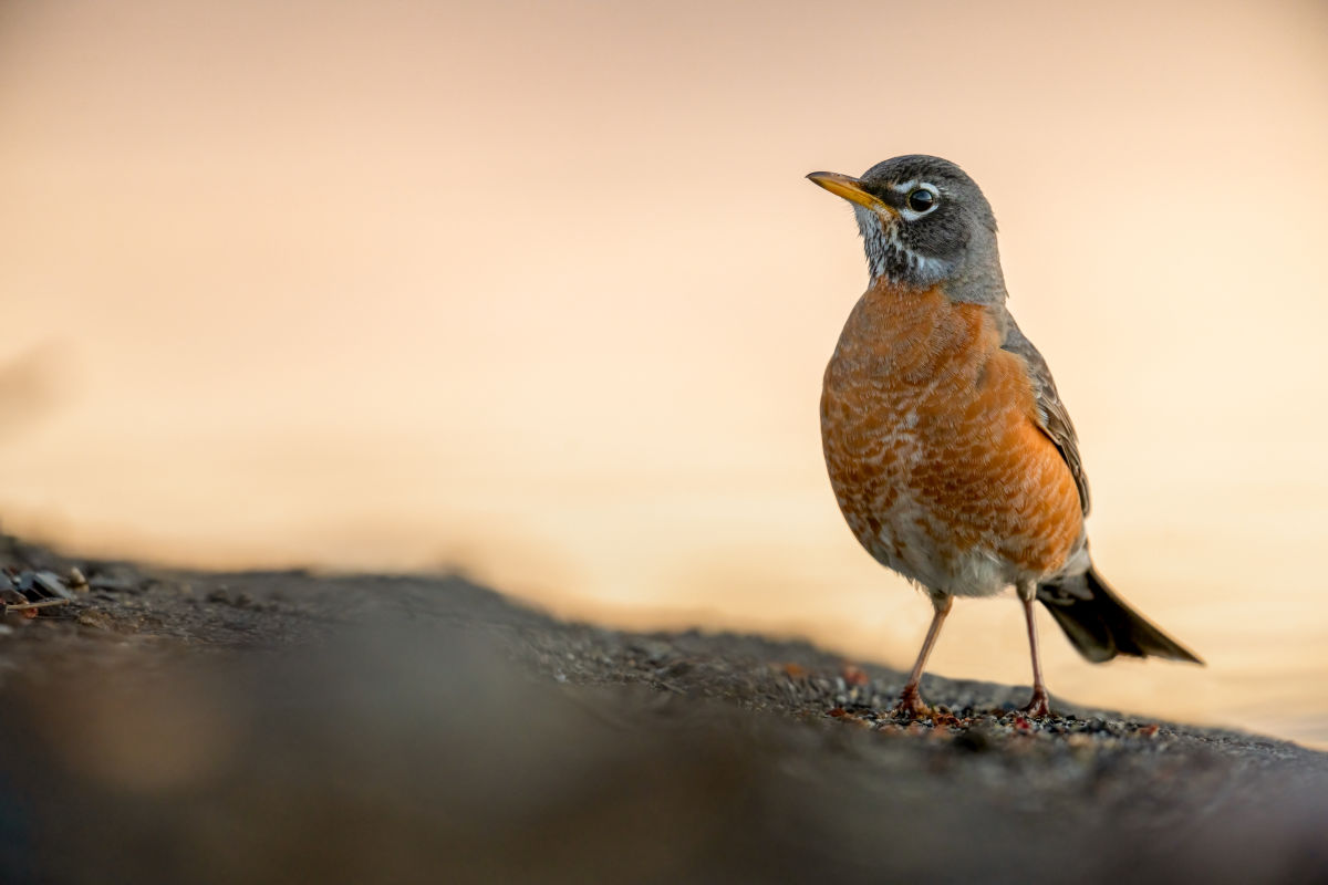 birdlington
