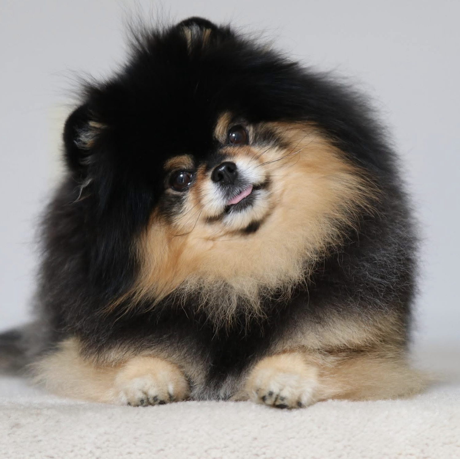 Mocha Pom