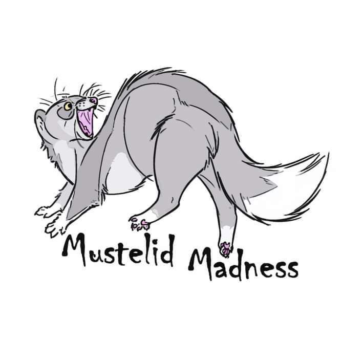 mustelidmadnessrescue