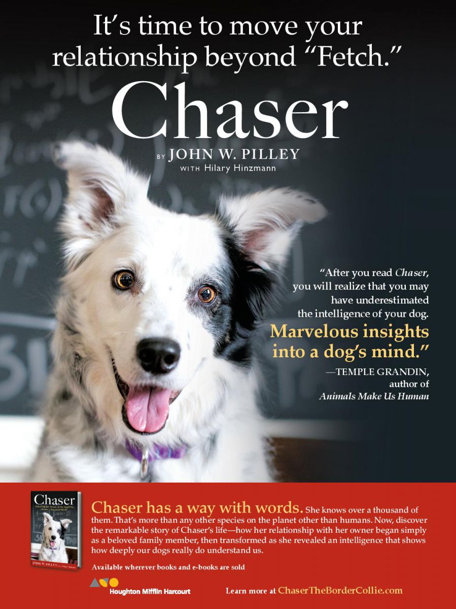 Chaser the Border collie
