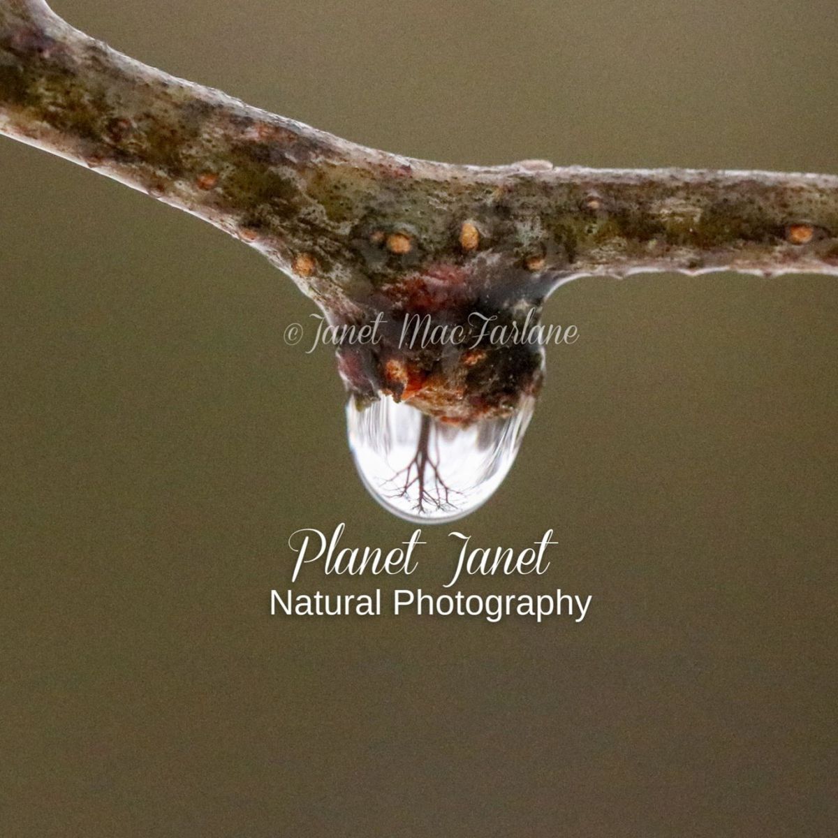 planetjanetnaturalphotography